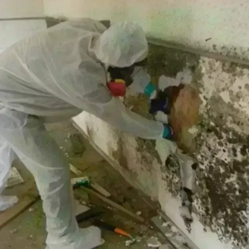 Mold Remediation and Removal in Lakewood, WA